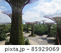 シンガポール植物園（Singapore Botanic Gardens） 85929069