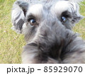 ミニチュアシュナウザーアップ 85929070