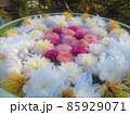 花手水アップぼやけ 85929071