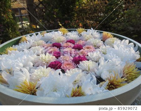 花手水アップ 花手水アップ 85929072