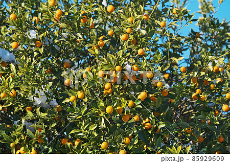 オレンジ色のキンカンの実（冬） 85929609