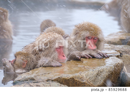 地獄谷野猿公苑の猿（スノーモンキー） 85929688