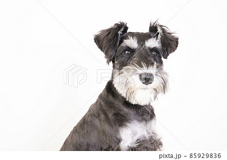 ミニチュアシュナウザーのバストアップ ミニチュアシュナウザーのバストアップ 85929836