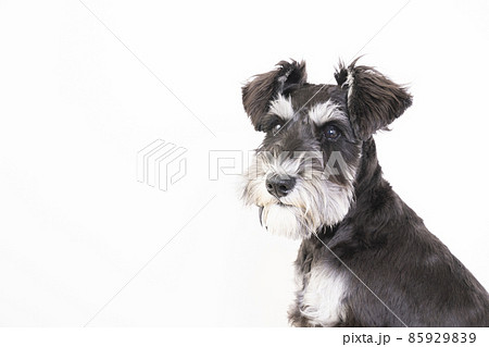 ミニチュアシュナウザーのバストアップ ミニチュアシュナウザーのバストアップ 85929839