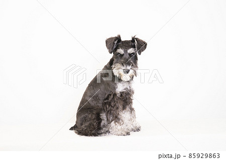 お座りしたミニチュアシュナウザー お座りしたミニチュアシュナウザー 85929863