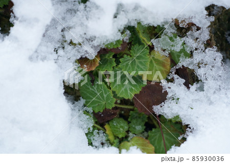 雪の下で葉を茂らせるユキノシタ 雪の下で葉を茂らせるユキノシタ 85930036