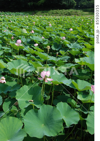 大賀ハスの蓮田（西谷池･荒神谷史跡公園／島根県出雲市斐川町） 85930355