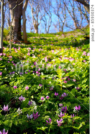 【青森県 湯の島】カタクリの花 【青森県 湯の島】カタクリの花 85930374