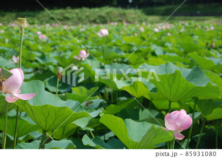 大賀ハスの蓮田(西谷池・荒神谷史跡公園/島根県出雲市斐川町) 大賀ハスの蓮田(西谷池・荒神谷史跡公園/島根県出雲市斐川町) 85931080