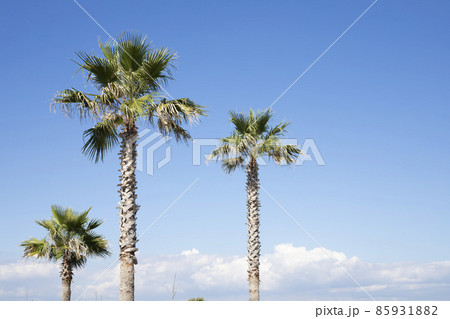 ヤシの木と青空 ヤシの木と青空 85931882