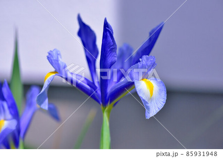 アイリス 85931948