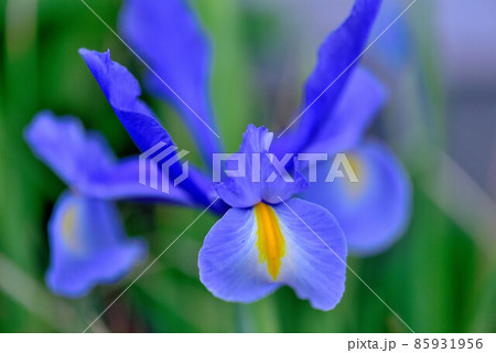 アイリス 85931956