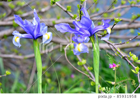 アイリス 85931958