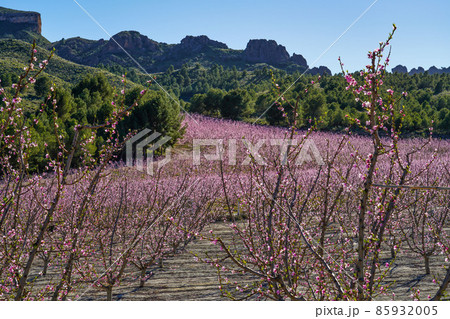 Peach blossom in Cieza La Torre in the Murcia region in Spain Peach blossom in Cieza La Torre in the Murcia region in Spain 85932005