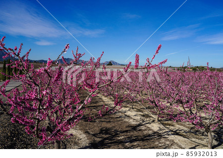 Peach blossom in Cieza, Mirador El Horno in the Murcia region in Spain Peach blossom in Cieza, Mirador El Horno in the Murcia region in Spain 85932013