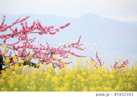 桃の花と菜の花 85932302