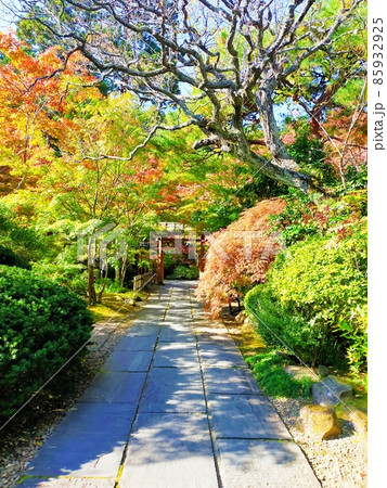 円通院の紅葉 円通院の紅葉 85932925