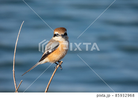 モズ モズ 85932968