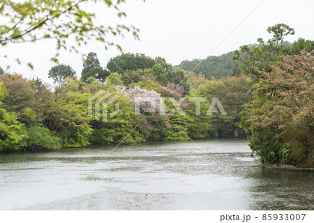 京都　龍安寺の春 85933007
