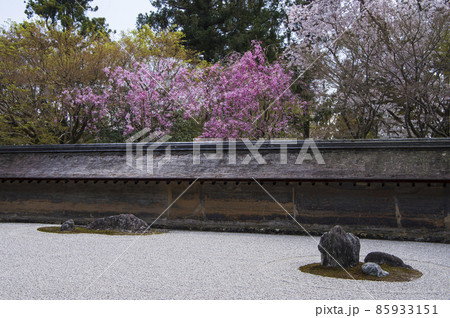 竜安寺の桜 竜安寺の桜 85933151