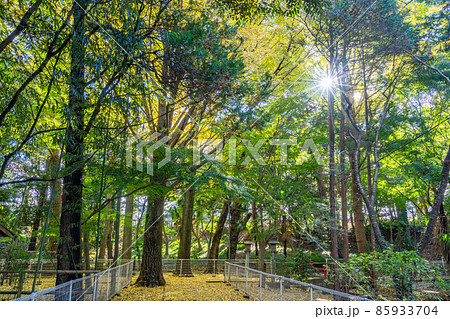 二宮神社 参道の紅葉 落ち葉 二宮神社 参道の紅葉 落ち葉 85933704