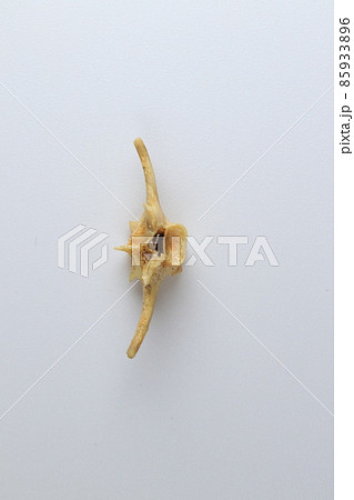 Studying about skeletons frog bones in a laboratory. 85933896