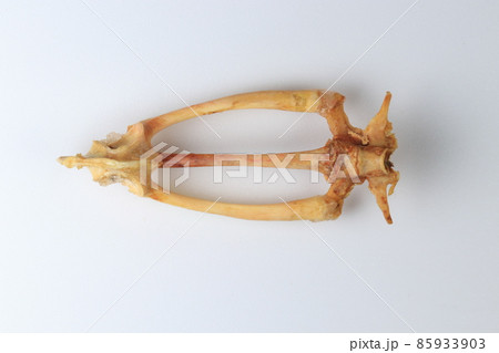 Studying about skeletons frog bones in a laboratory. 85933903