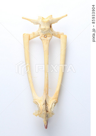 Studying about skeletons frog bones in a laboratory. 85933904