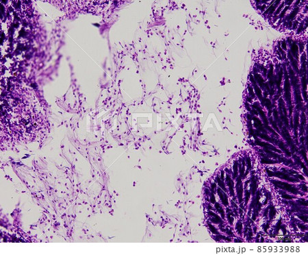Animal tissue samples under the microscope in Lab. 85933988