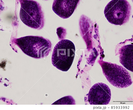 Animal tissue samples under the microscope in Lab. 85933992
