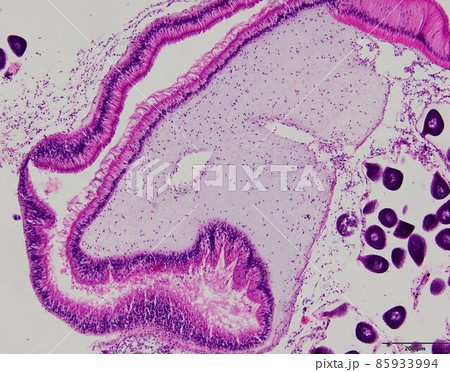 Animal tissue samples under the microscope in Lab. Animal tissue samples under the microscope in Lab. 85933994