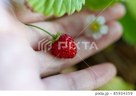 ワイルドストロベリーの花と実 85934359