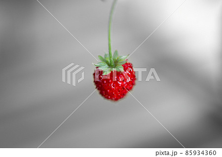 ワイルドストロベリー 85934360