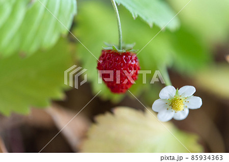 ワイルドストロベリー ワイルドストロベリー 85934363