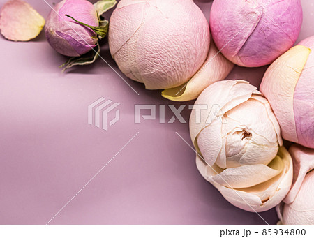 Rose flower buds on pink background. Macro flowers backdrop for holiday brand design. 85934800
