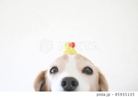 アヒルの玩具を頭に乗せたビーグル犬 85935135