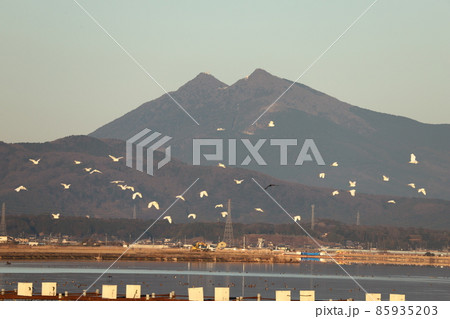 白鷺が舞う霞ヶ浦からの筑波山と早朝の満月 白鷺が舞う霞ヶ浦からの筑波山と早朝の満月 85935203
