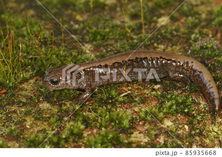 Closeup on an adult Siberian salamander, Salamandrella keyserlingii sitting on a moss-covered stone 85935668