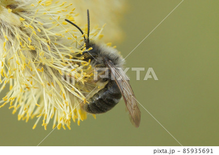 Closeup of a male grey backed mining bee, Andrena vaga, eating form the pollen of Goat willow, Salix caprea Closeup of a male grey backed mining bee, Andrena vaga, eating form the pollen of Goat willow, Salix caprea 85935691