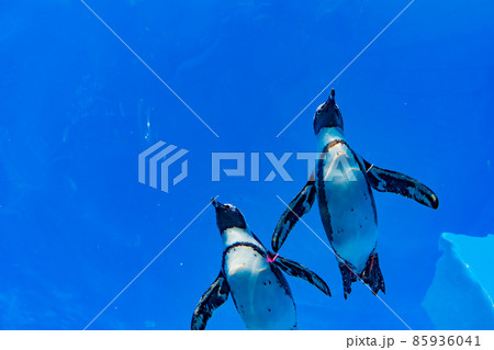 空を飛んでいるように泳ぐペンギン 空を飛んでいるように泳ぐペンギン 85936041