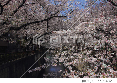 桜の名所の目黒川は満開で若者で溢れ、竹下通りのような込み具合 85936321