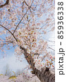 春のイメージ素材 85936338