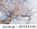 満開の桜 85936340