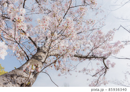 満開の桜 85936340