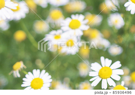Beautiful blooming medical roman Chamomile flowers Field Beautiful blooming medical roman Chamomile flowers Field 85936496