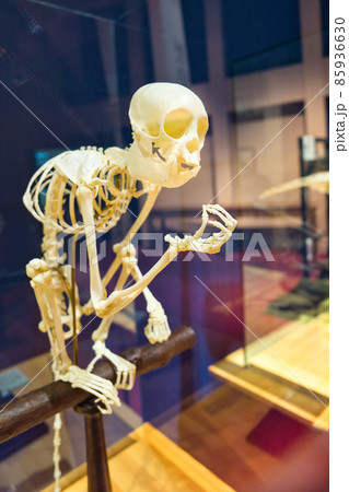 タイワン猿の頭骨 タイワン猿の頭骨 タイワンザル Web生き物図鑑