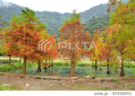 落ち葉 落葉 おちば 85936855