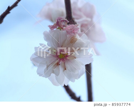ジュウガツザクラ開花(秋の日差しを浴びた十月桜の花心) ジュウガツザクラ開花(秋の日差しを浴びた十月桜の花心) 85937774