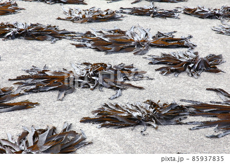 伊勢　国府の浜　夫婦岩　安乗漁港  神路ダム　渡鹿野島 85937835