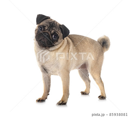 pug in studio pug in studio 85938081